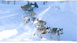Dogsledding
