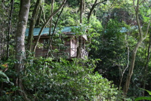 Jungle Bay Treehouse r Jungle Bay Treehouse Cottage