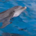 Sea World Trip 2009-27