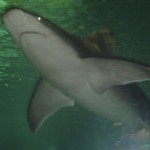 Shark Encounter r