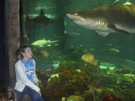 Sitting in Shark's Underwater Grill