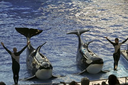 Ta-Dah This is Shamu @ Shamu's