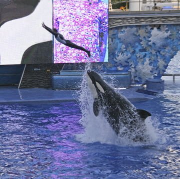 Shamu and Diver square-1r Shamu and Diver square-1r