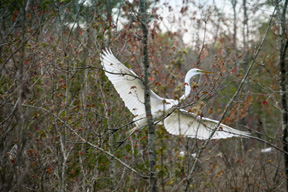 A Snowy Egret in the sanctuary of the Swamp Garden Egret flying