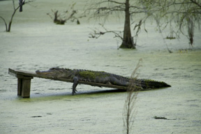 An alligator suns himself in the Swamp Garden Gator