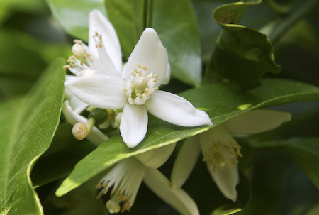 Orange Blossoms orange Blossoms
