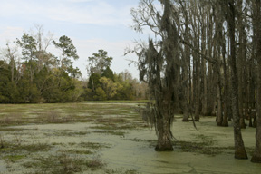 Swamp Garden, Magnolia Plantation Swamp