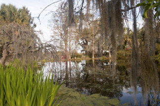 Magnolia Plantation Gardens Garden