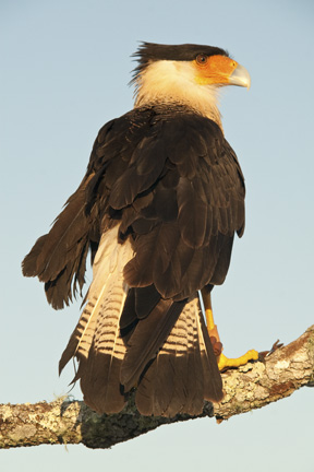 Crested Caracara Crested Caracara
