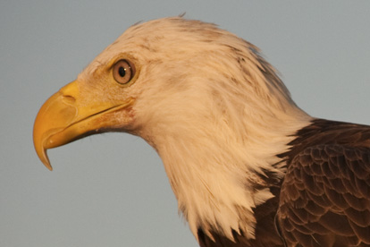 Headshot of a Bald Eagle Headshot of Eagle