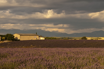 Farmhouse in the Lavender Fields of Provence, France Lavender Field