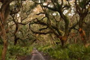 A Trail on Cumberland Island