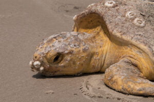 Loggerhead Turtle