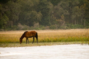 Wild_Horse_on_Cumberland_Island Wild Horse on Cumberland Island