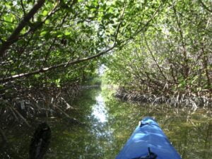 Lost in the Mangroves
