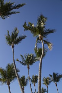 View from hammock nap
