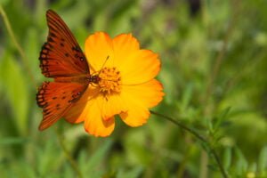 Butterfly Garden