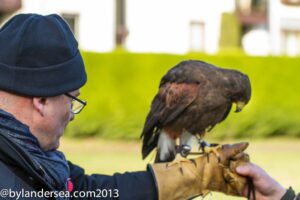 Falconry class at Gleneagles
